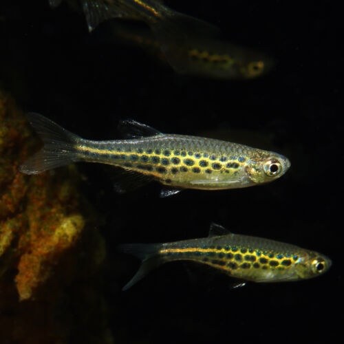 Zwergleopardbärbling - Gold Ring Danio