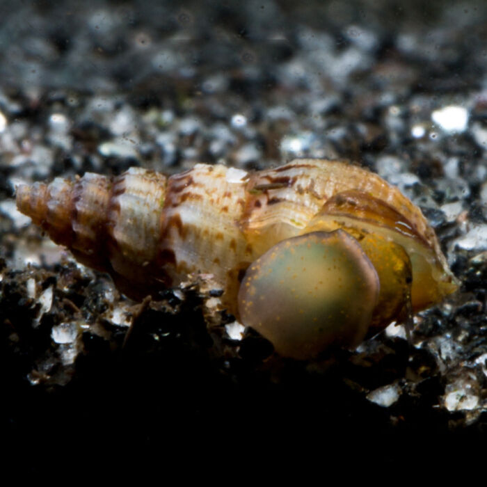 gestachelte Turmdeckelschnecke - Garnelaxia