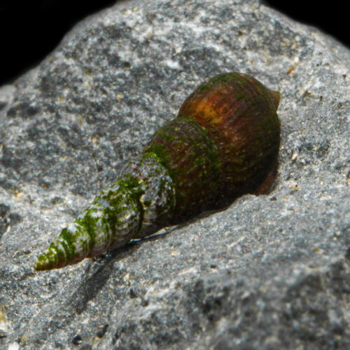 Schwarze Turmdeckelschnecke - Black Trumpet Snail