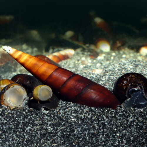 Cappuccino-Schnecke - Cappuccino Spike Snail