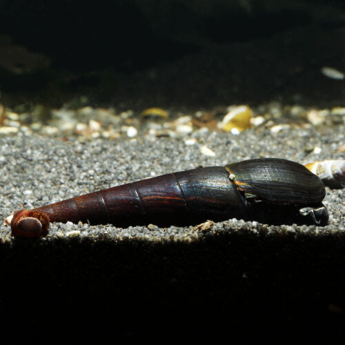 Teufelsdornschnecke - Black Devil Snail