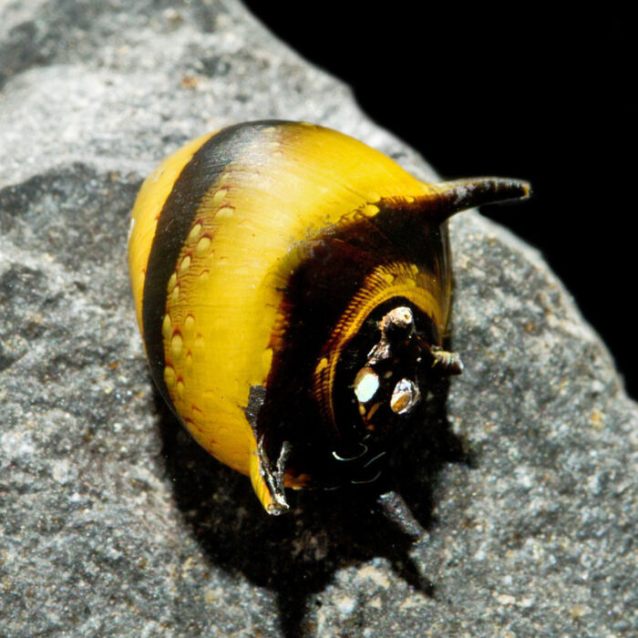 Geweihschnecke Black & Gold - Black & Gold Horned Nerite Snail