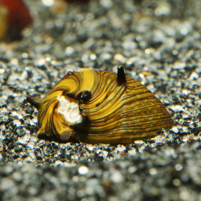 Geweihschnecke Golden Sun - Garnelaxia