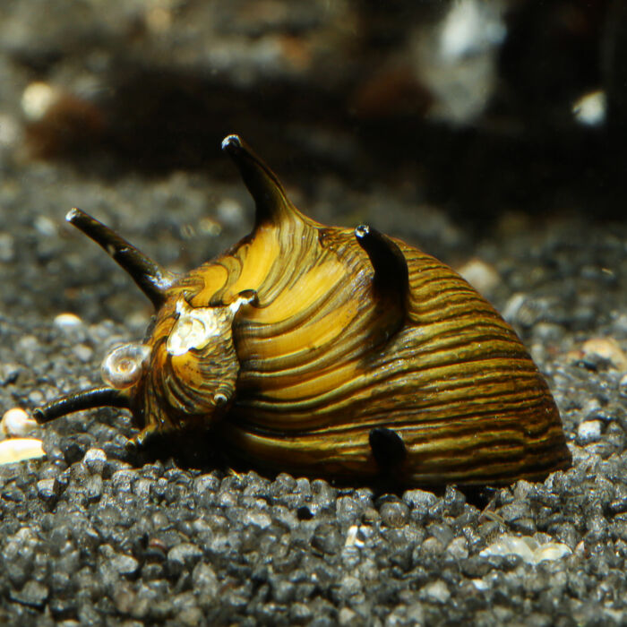 Geweihschnecke Golden Sun - Golden Sun Snail