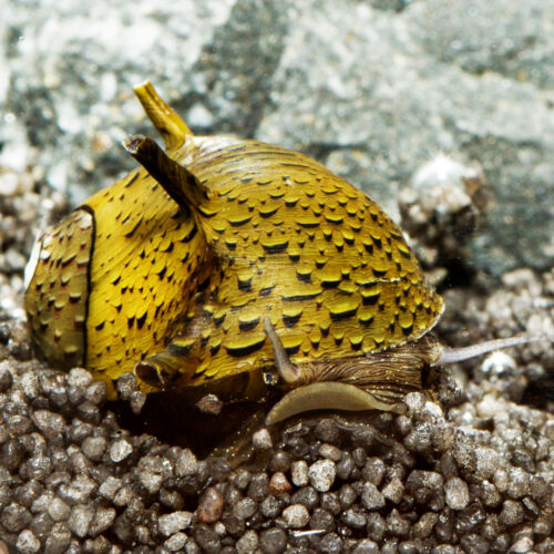 Geweihschnecke Green-Black - Green Horned Nerite Snail