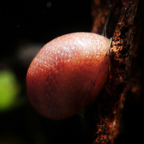 Geweihschnecke Pink Lady - Pink Lady Snail