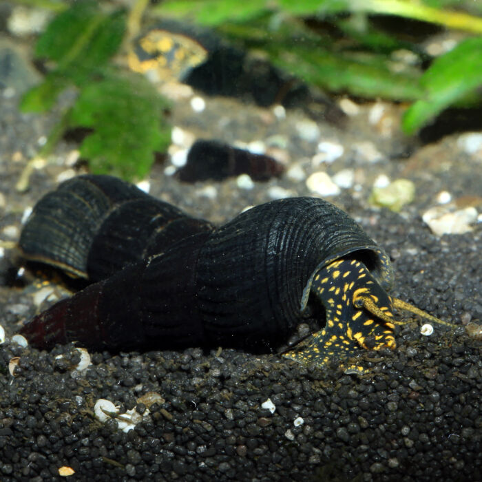 Tylomelania Yellow Spotted