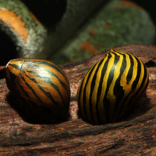 Zebra-Rennschnecke - Zebra Nerite Snail