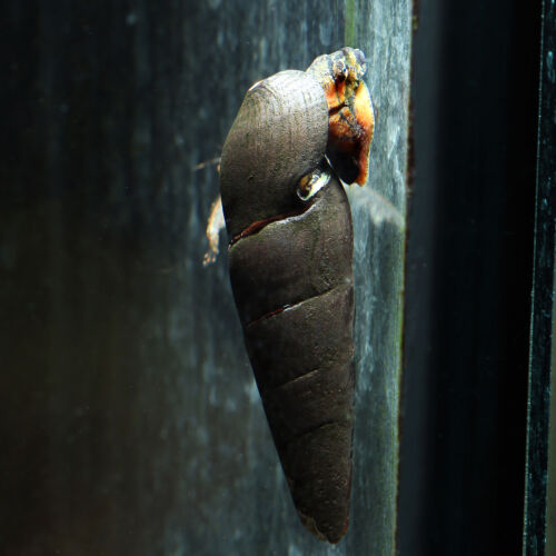 Lavaschnecke - Lava Snail