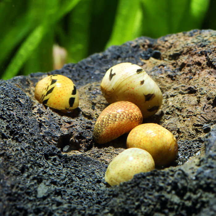 Variable Geweihschnecke - Variable Nerite Snail