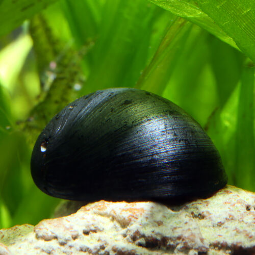 Abalone Schnecke - Military Helmet Snail