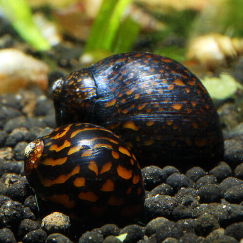 Batik Rennschnecke - Batik Nerite Snail