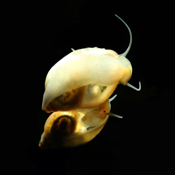 Blasenschnecke - Bladder Snail