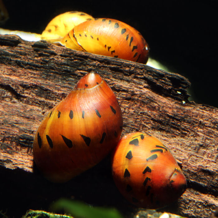 Orange Track Rennschnecke - Orange Track Nerite Snail