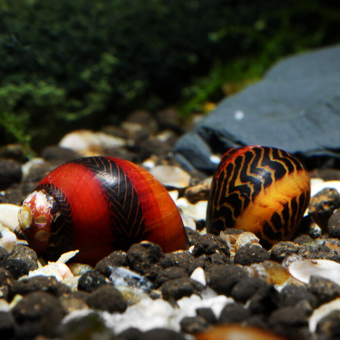 Rote Rennschnecke - Red Racing Snail
