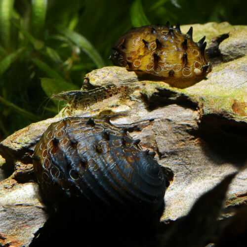 Stachelige Algenrennschnecke - King Koopa Nerite