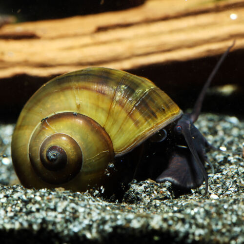 Asiatische Apfelschnecke - Thai Apple Snail