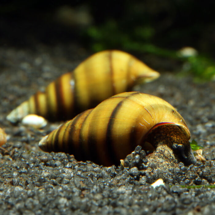 Bienenschnecke - Bee Snail