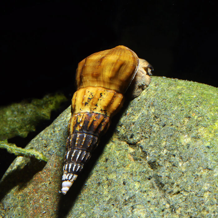 Riesenturmdeckelschnecke - Hercules Snail