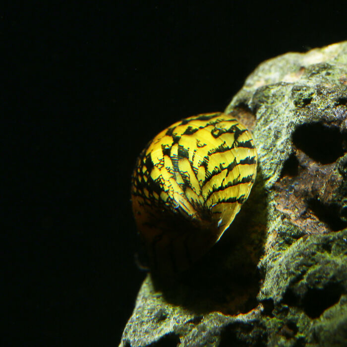 Grüne Napfschnecke - Marbled Limpet Nerite Snail