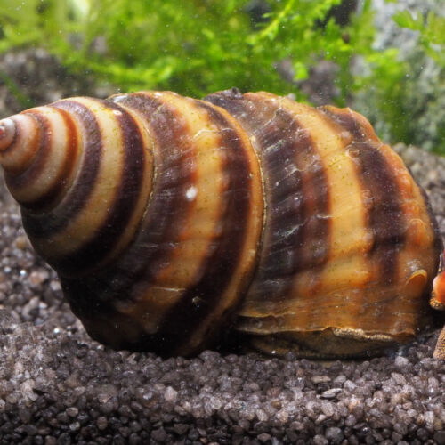 Pianoschnecke - Piano Snail