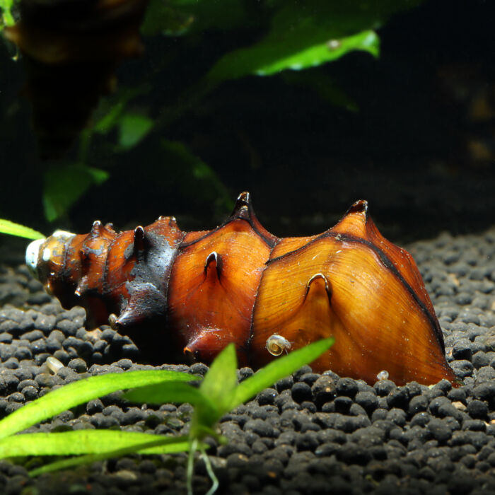 Stachelschnecke - Pagoda Snail