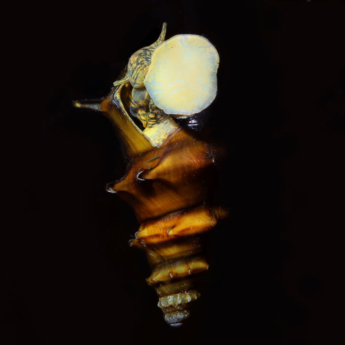 Stachelschnecke Brotia 2 scaled - Garnelaxia