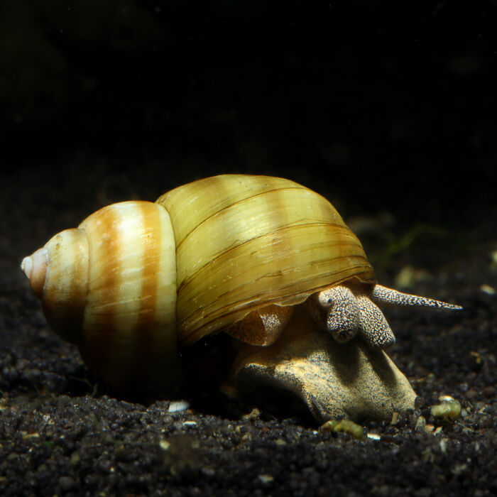 Sumpfdeckelschnecke - Common River Snail