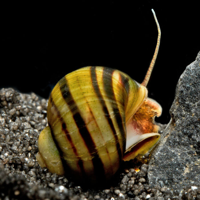 Zebra-Apfelschnecke - Zebra Apple Snail