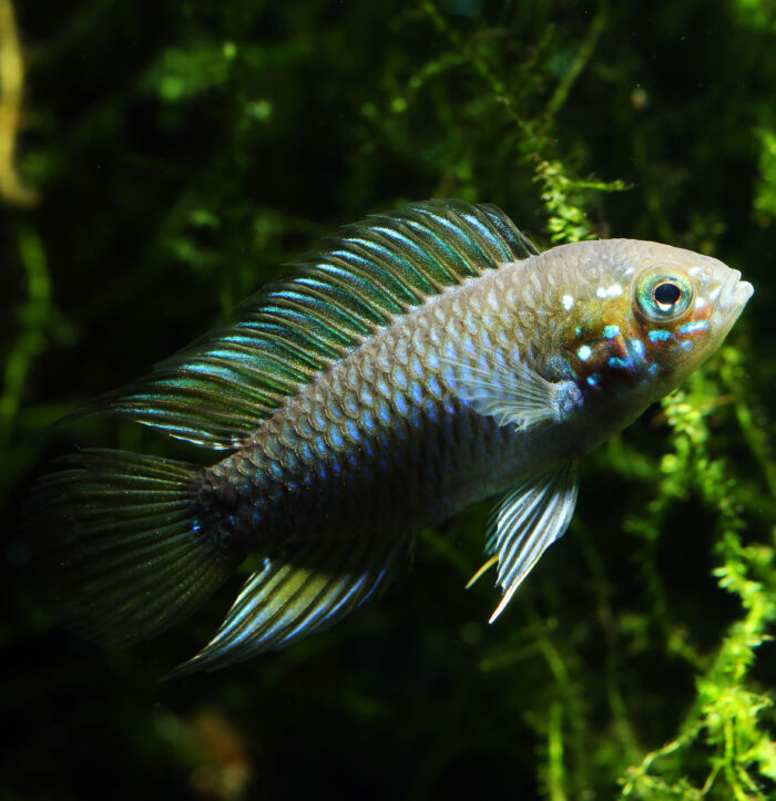 Apisto Borelli Opal3b scaled - Garnelaxia