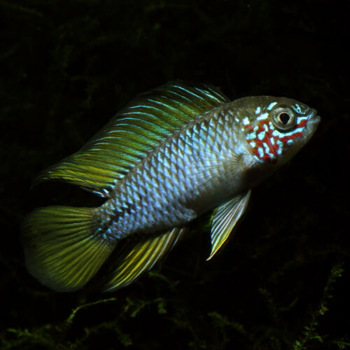 Borellis Zwergbuntbarsch Opal - Opal Umbrella Cichlid