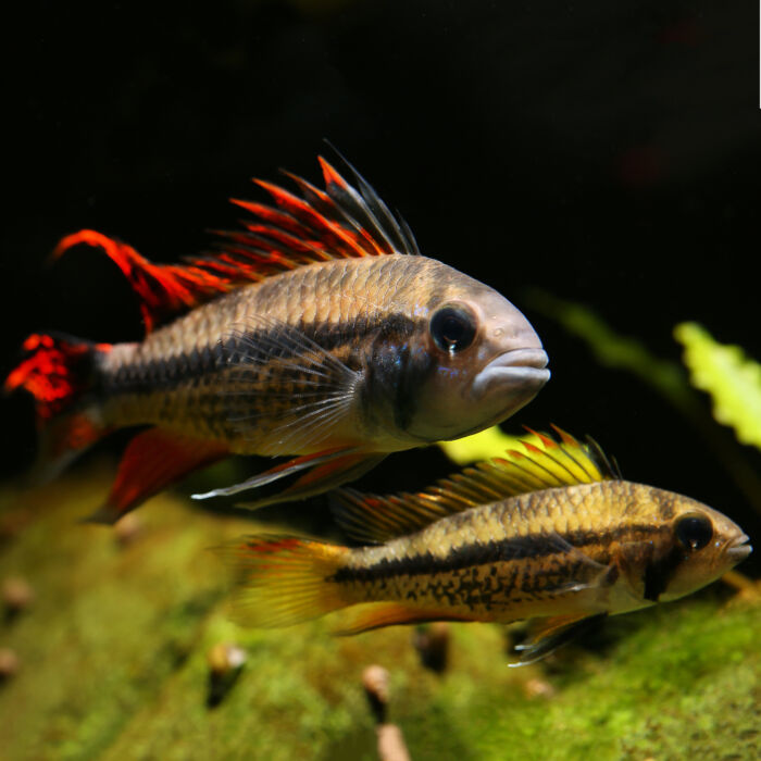 Apisto cacatuoides Kakadu Zwergbuntbarsch 2 scaled - Garnelaxia