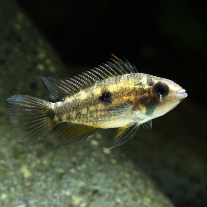 Apisto cacatuoides Weibchen scaled - Garnelaxia