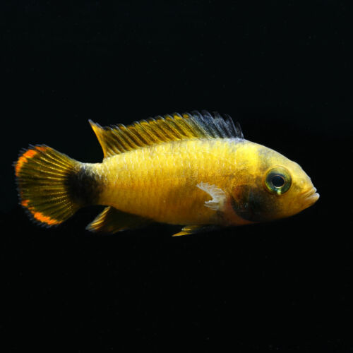 Panda-Zwergbuntbarsch - Panda Dwarf Cichlid