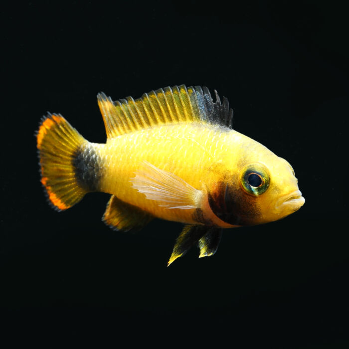 Apistogramma nijsseni Weibchen scaled - Garnelaxia