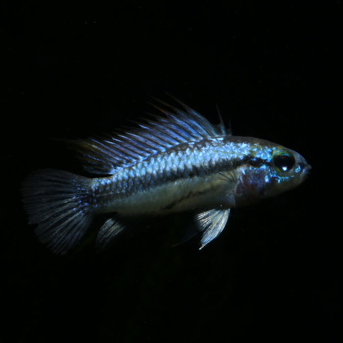 Apistogramma trifasciata Maennchen - Garnelaxia