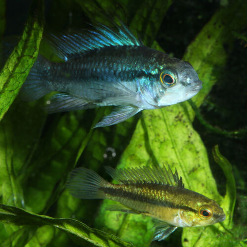 Dreistreifen-Zwergbuntbarsch - Three-Striped Dwarf Cichlid