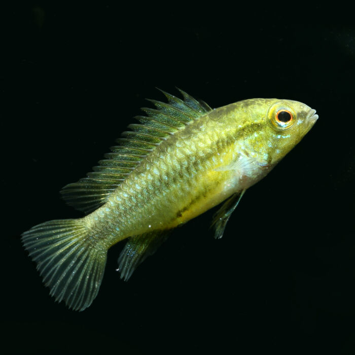 Apistogramma trifasciata Weibchen - Garnelaxia