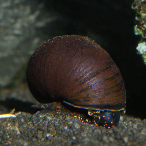 Blueberry Schnecke - Blueberry Snail