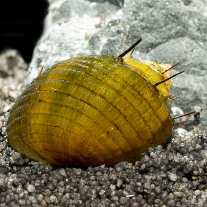 Haarige Turmdeckelschnecke - Hairy Trumpet Snail