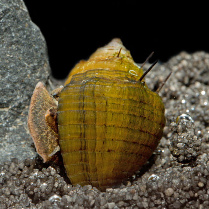 Haarige Turmdeckelschnecke2 - Garnelaxia