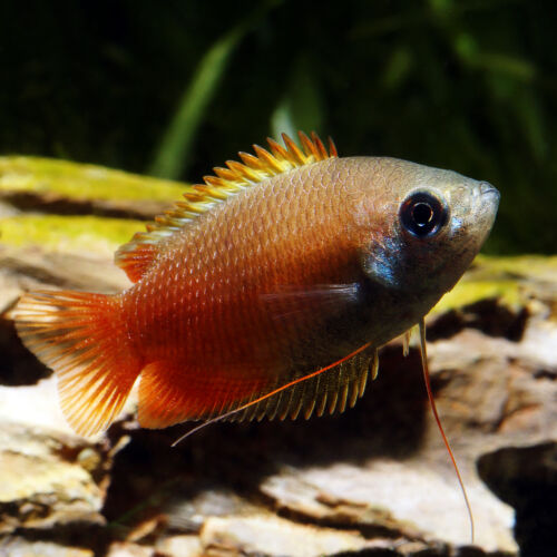 Honiggurami - Honey Gourami