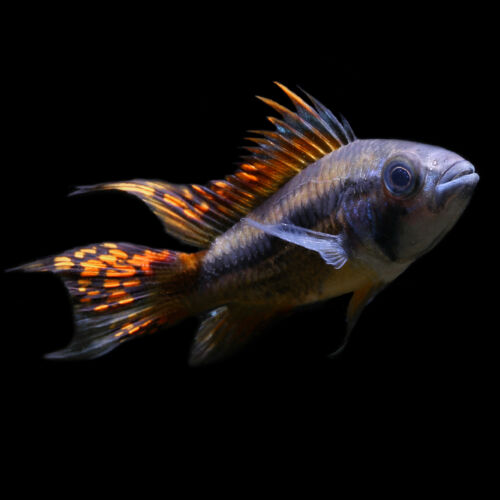 Kakadu-Zwergbuntbarsch - Cockatoo Dwarf Cichlid