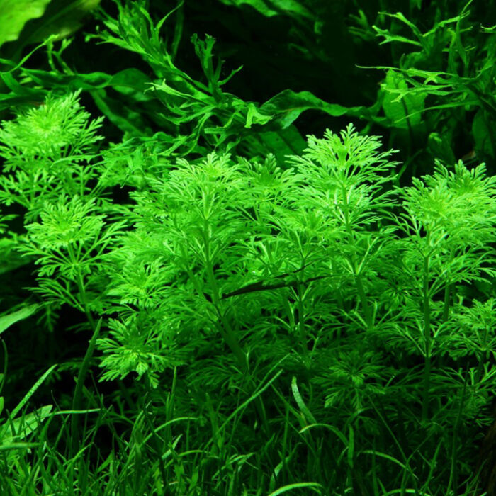 Limnophila sessiliflora