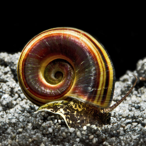 Paradiesschnecke - Colombian Ramshorn Snail