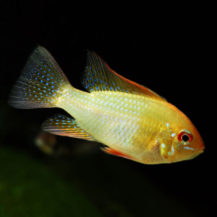 Goldener Schmetterlingsbuntbarsch - Golden Ram