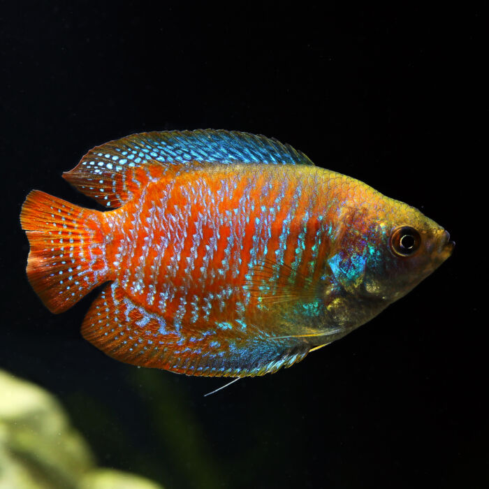 Zwergfadenfisch - Dwarf Gourami