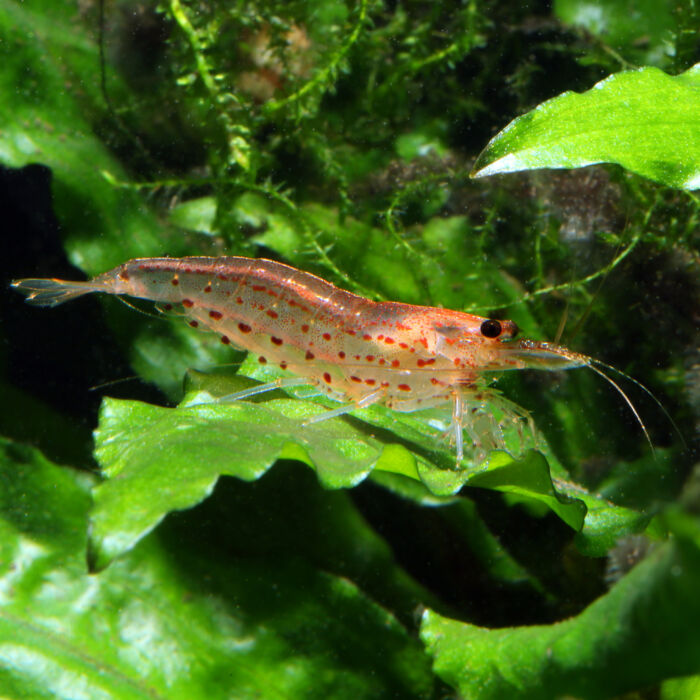 Amanogarnele var. 'Orange' - Amano shrimp var. 'Orange'