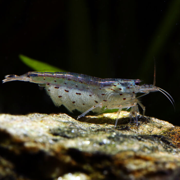 Amanogarnele - Amano Shrimp