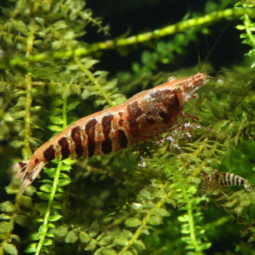 Zebragarnele - Zebra Shrimp